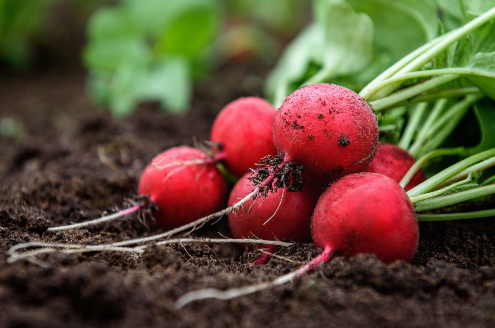 red radishes in the garden