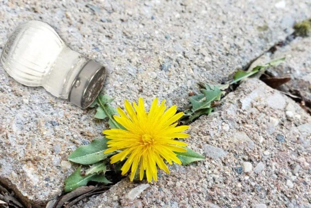 Is Using Salt To Kill Weeds A Good Idea?