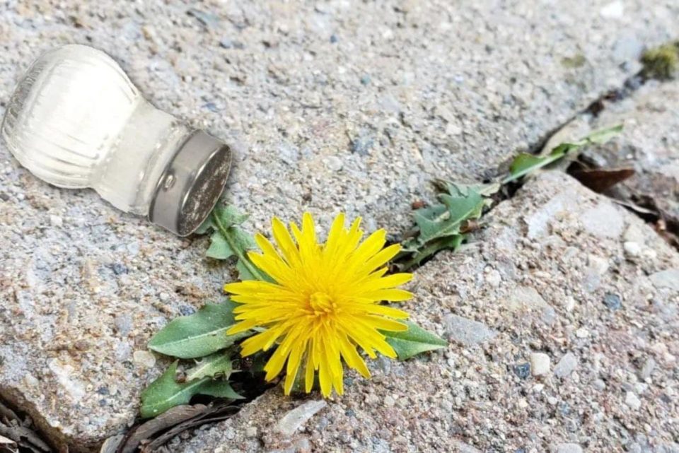 Is Using Salt To Kill Weeds A Good Idea?