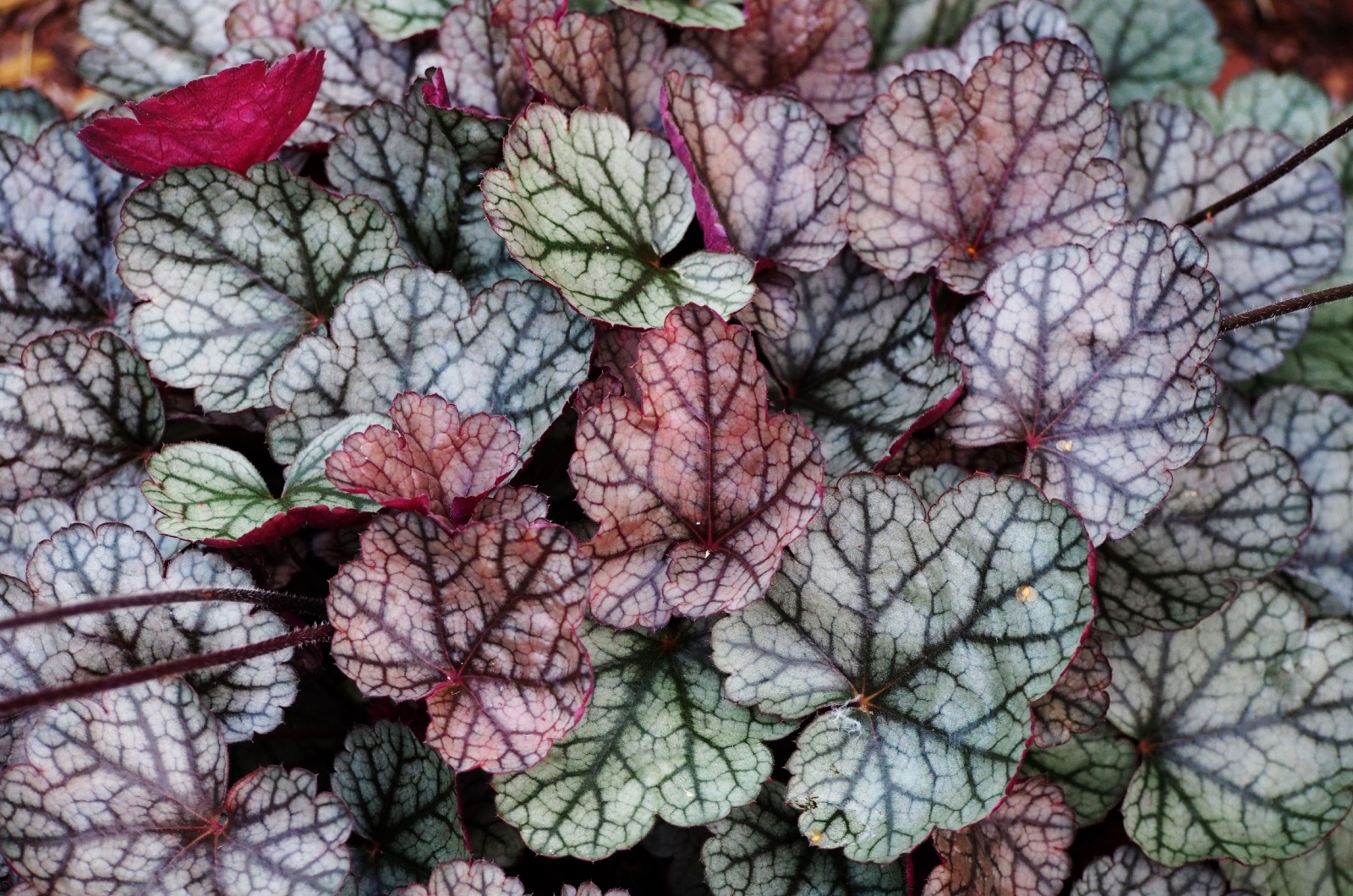 silver scrolls heuchera