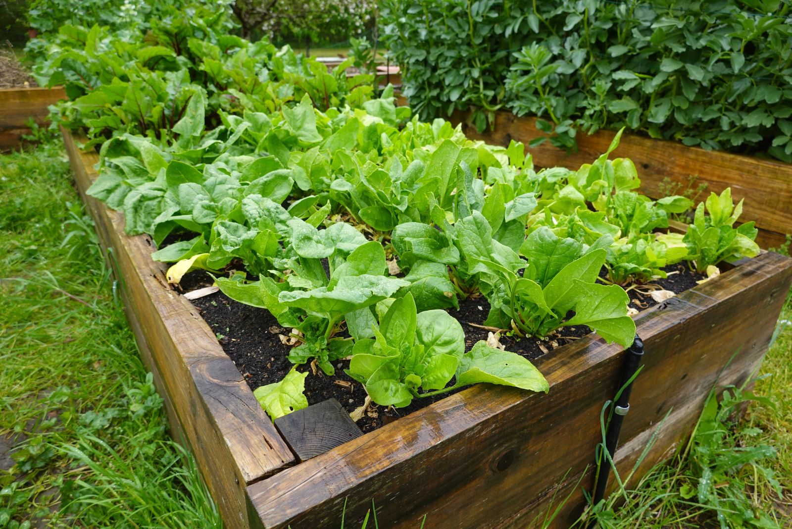 spinach planted in the garden
