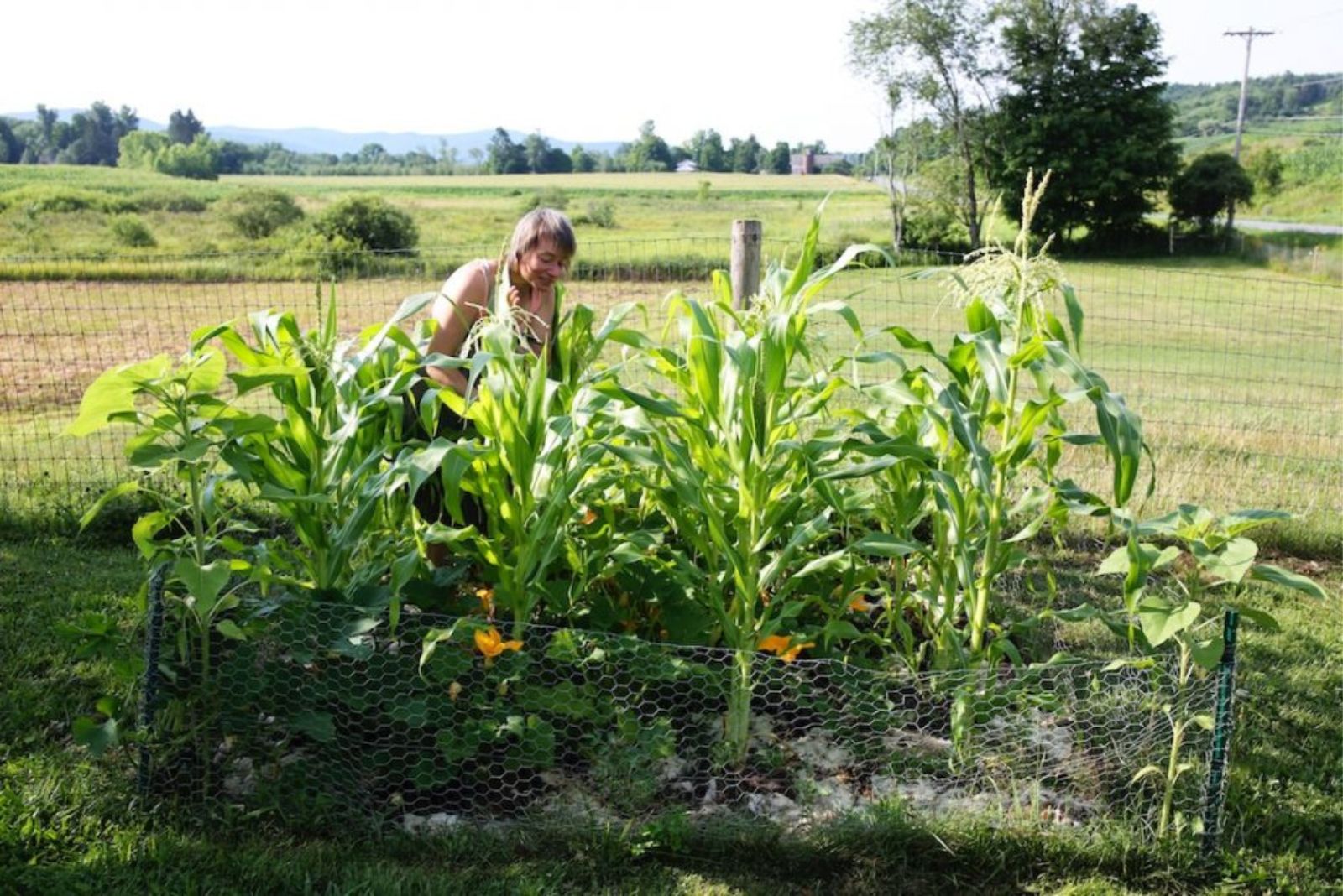 the woman plants corn and squash