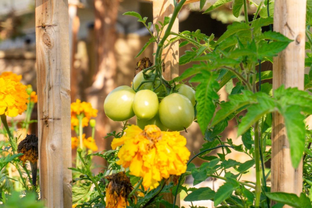 A StepByStep Guide On How To Pollinate Tomatoes By Hand