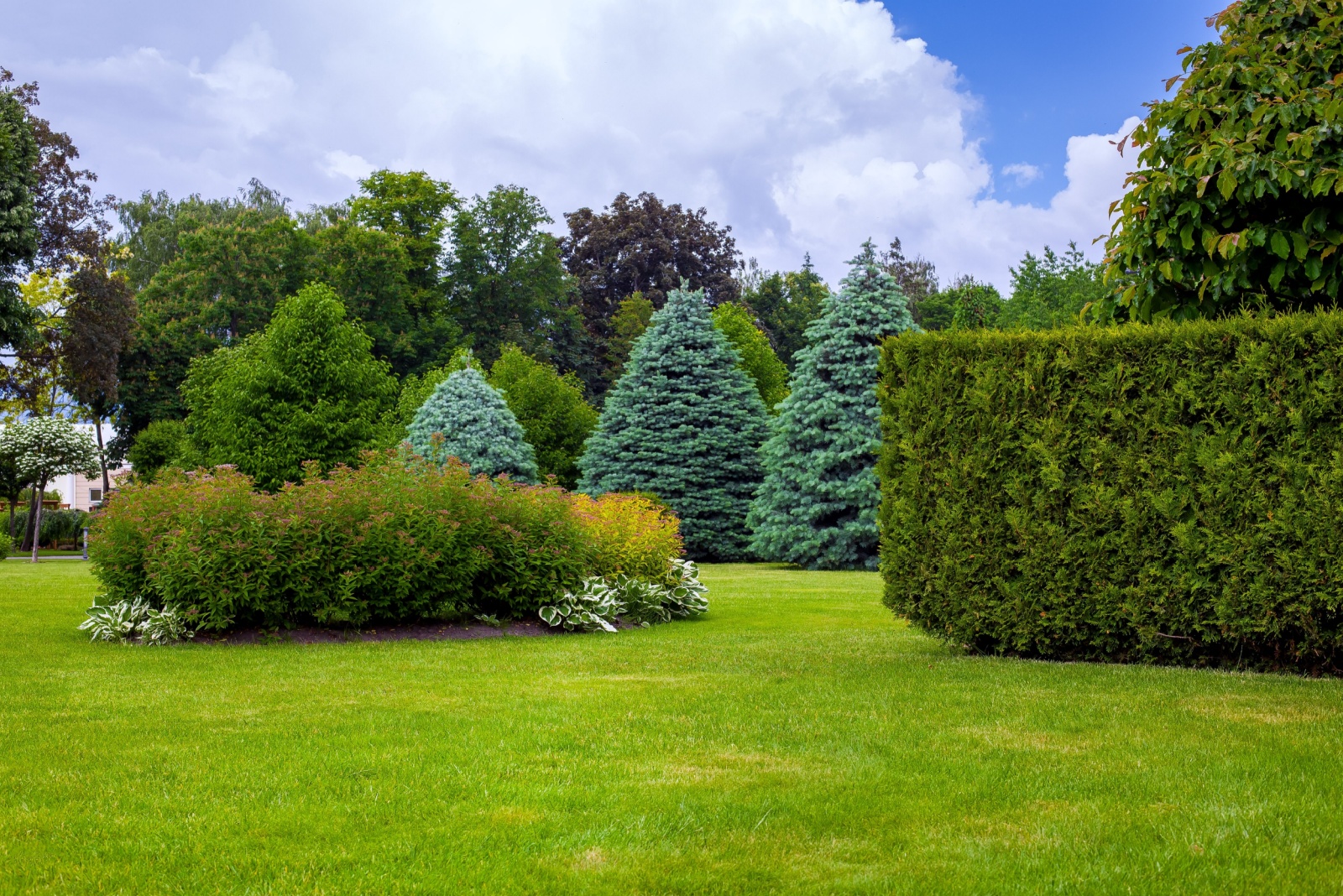 trees and shrubs