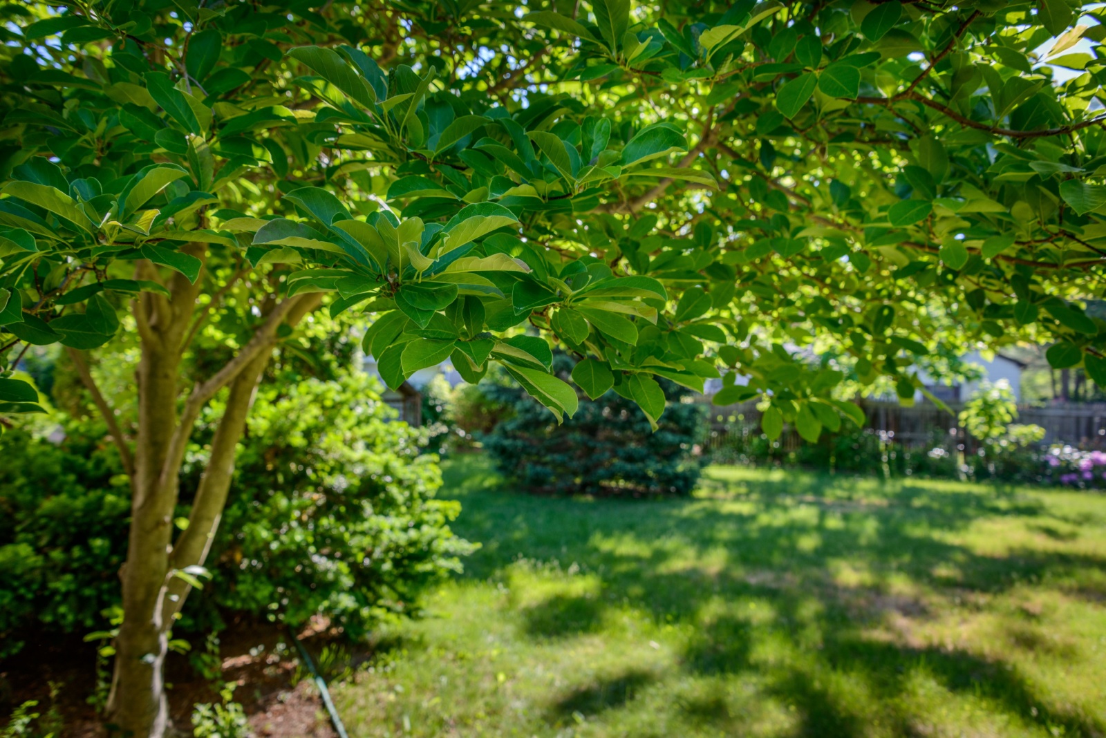 trees in yard