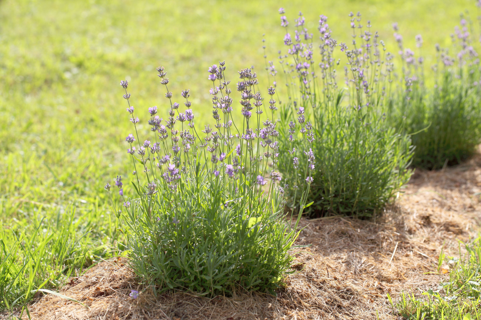 two lavender bushes in the garden
