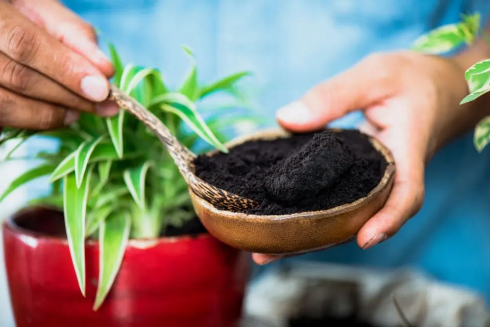 Why And How To Use Coffee Ground In Plants