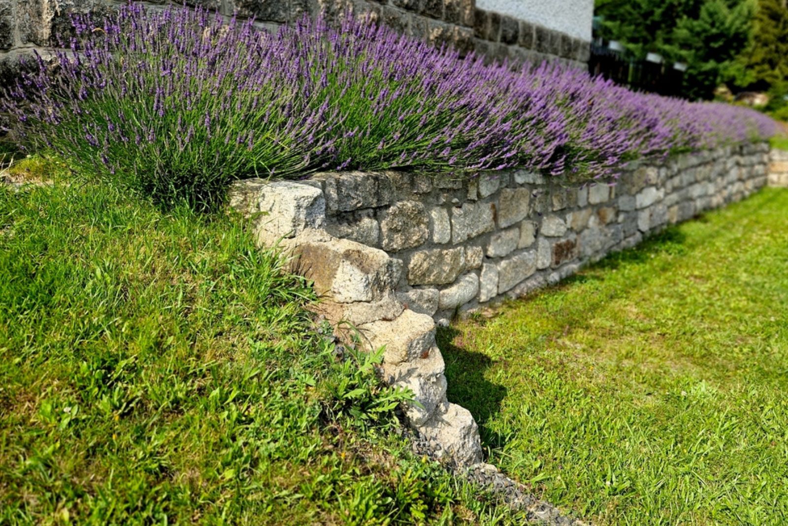 wall edged garden