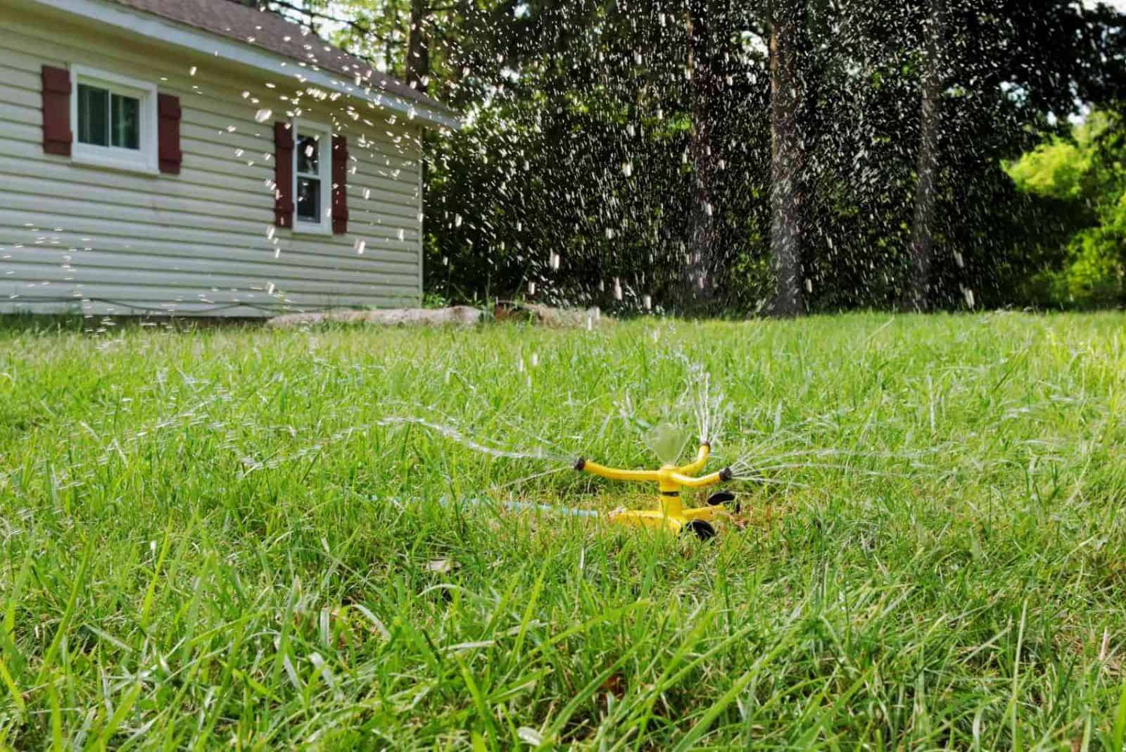 watering a bare lawn