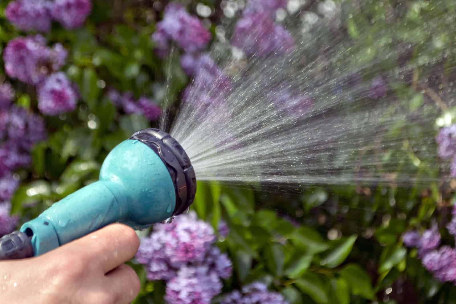 watering plants with too much pressure