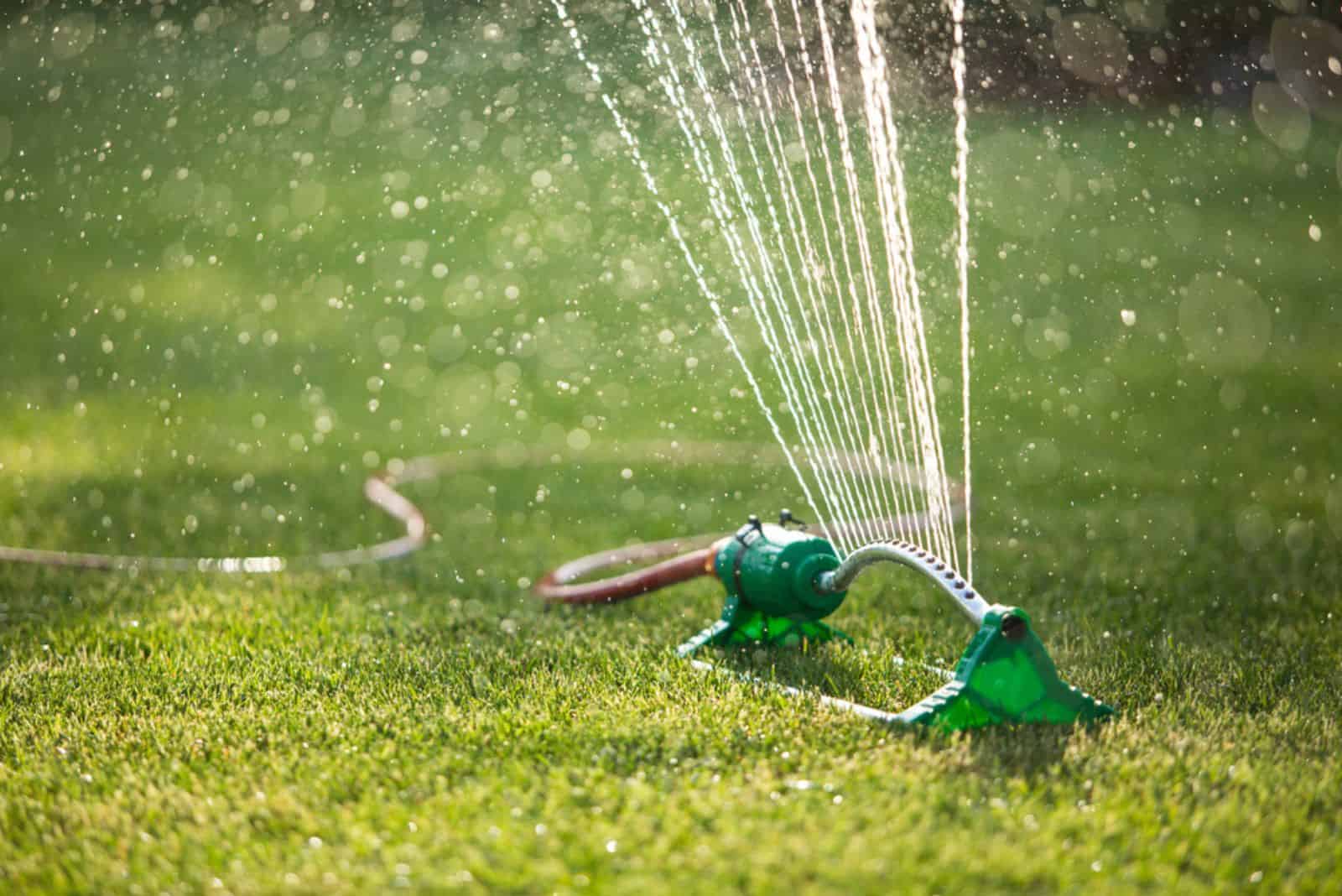 watering the lawn
