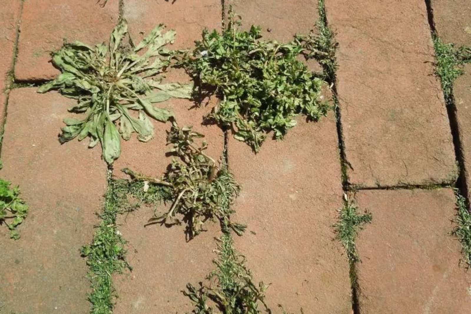 weeds are drying on the pavement