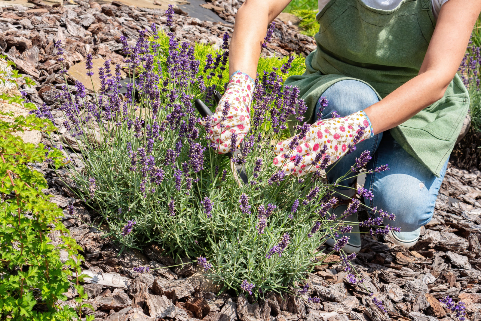 woman cutting overgrown lavender plant