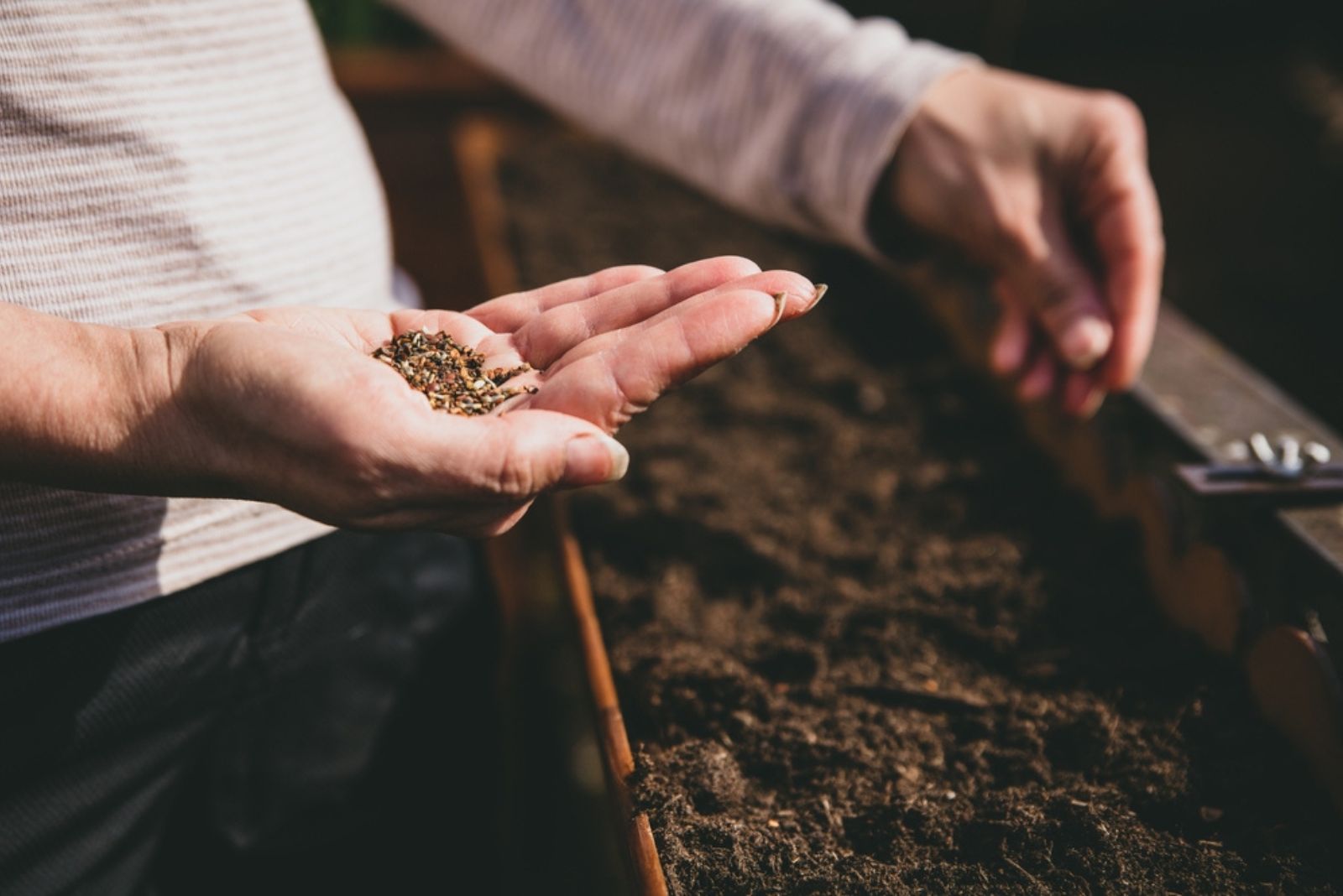 woman planting flower seeds