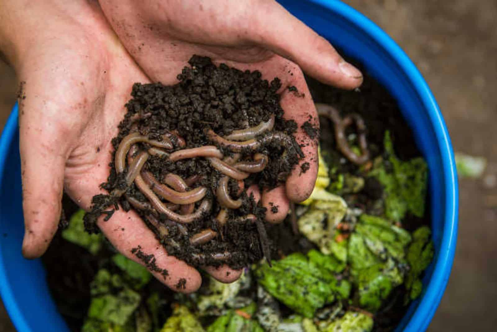worm food in a bucket
