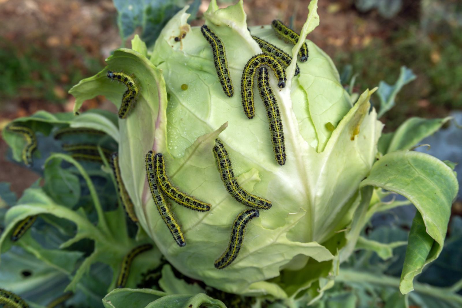 worms on cabbage