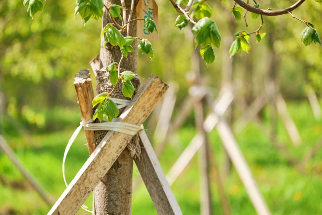 Discover How To Straighten A Leaning Tree In Your Yard