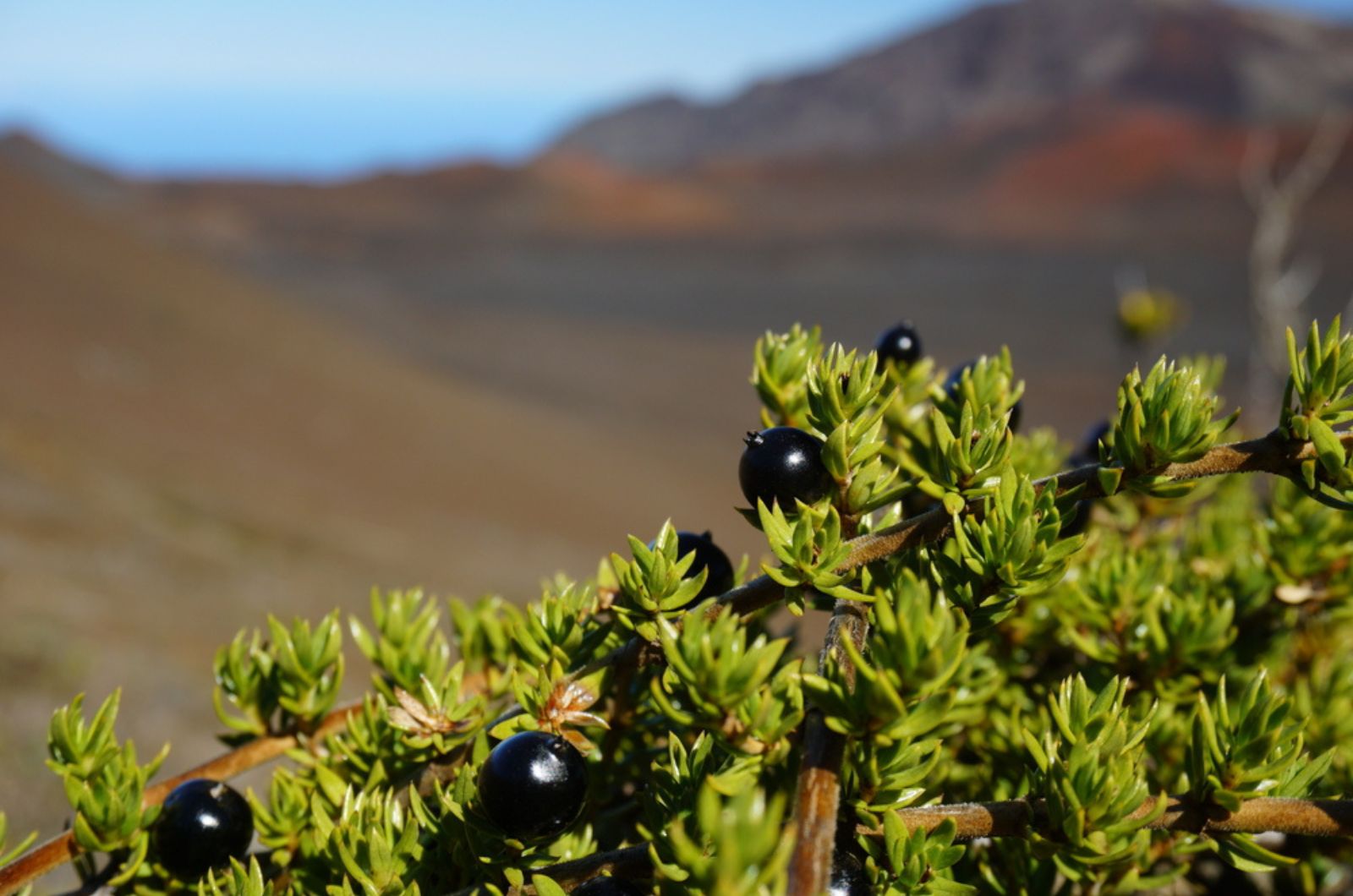 ‘Aiakanene (Coprosma Ernodeoides)