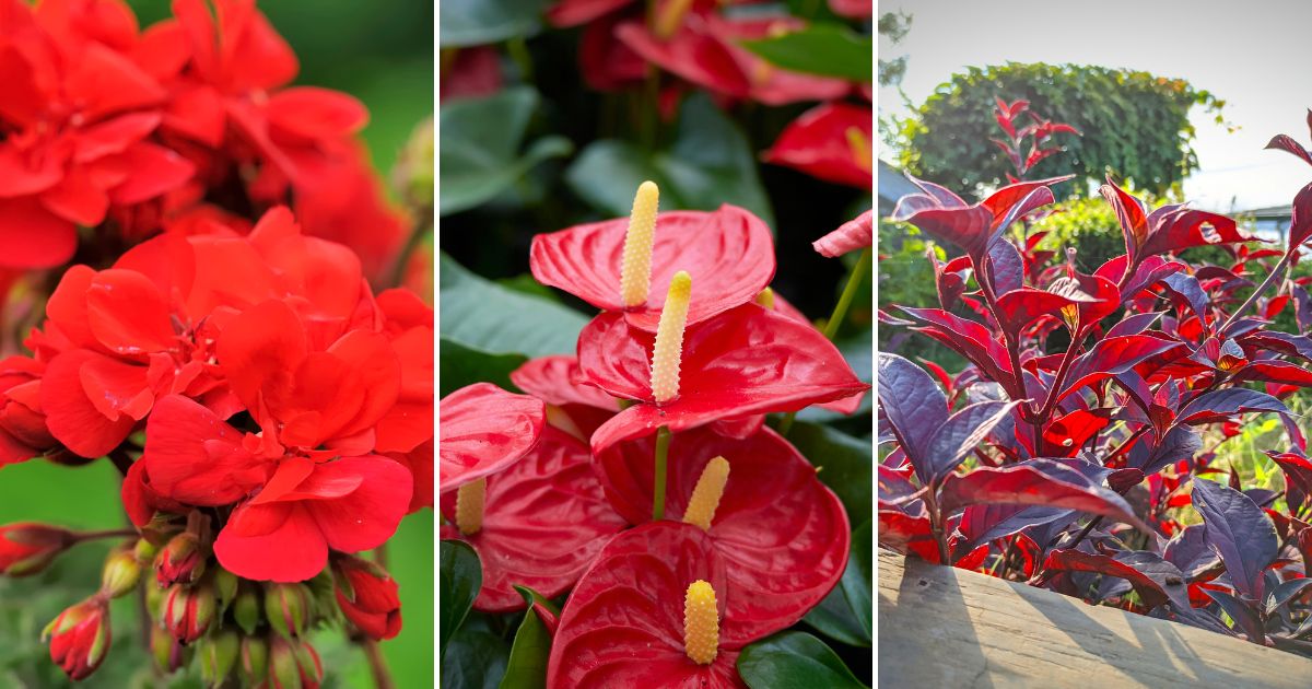 10 Indoor Plants That Flower All Year Round For Everlasting Beauty