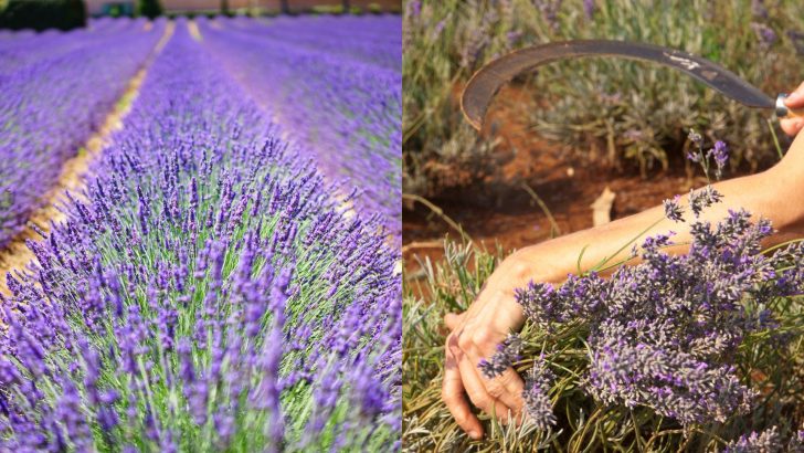 11 Essential Tips For Growing Amazing Lavender