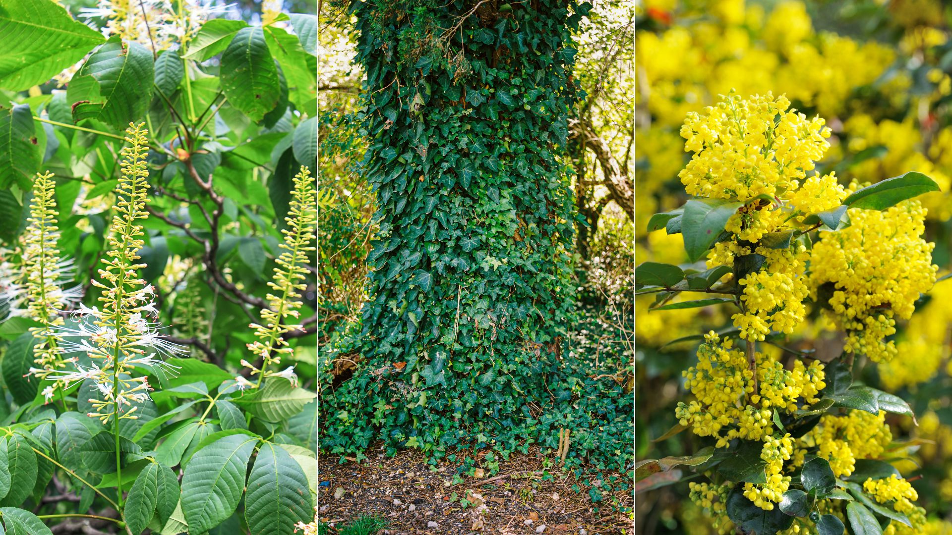 11 Gorgeous Shrubs Ideal For Shaded Gardens