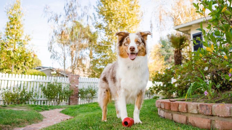 photo of a dog in a garden