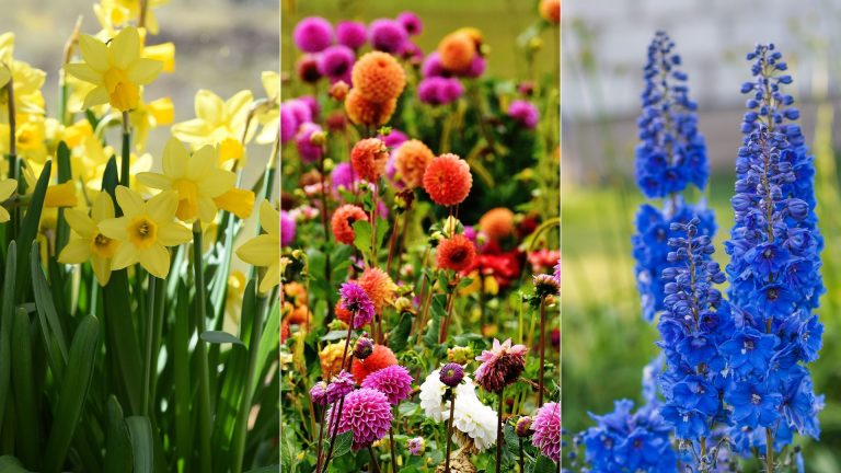 flowers with letter D