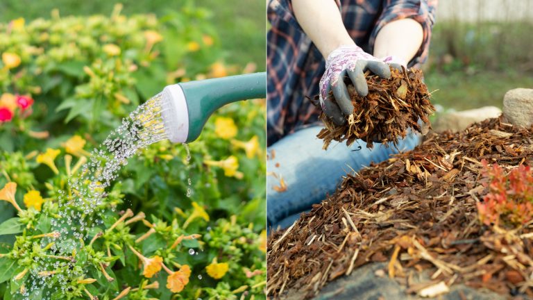 photo of watering the plant and holding the soil
