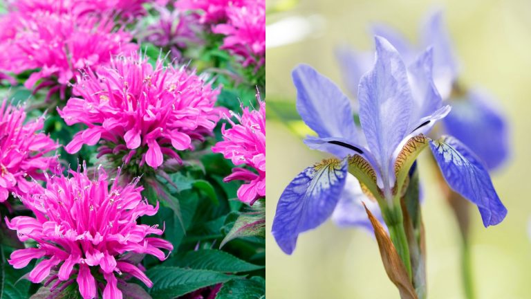 native plants to pennsylvania