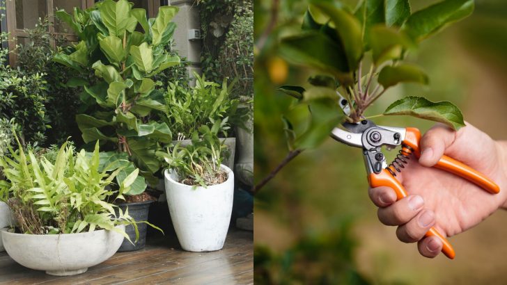 19 Tricks To Get Free Plants For Your Home And Outdoor Gardens