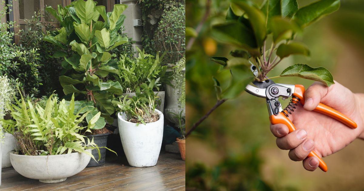 19 Tricks To Get Free Plants For Your Home And Outdoor Gardens