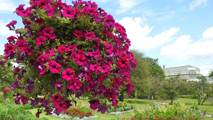 3 Tips To Have Your Hanging Baskets Blossom For Months During Summer