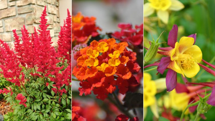 30 Captivating Perennials For A Colorful Fall Garden