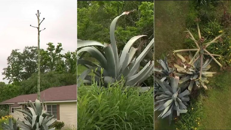 Cactus bigger than house