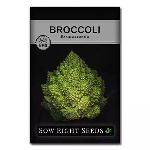 Broccoli Romanesco