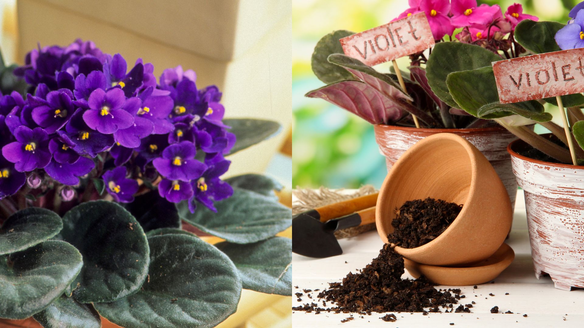 soil for African violets