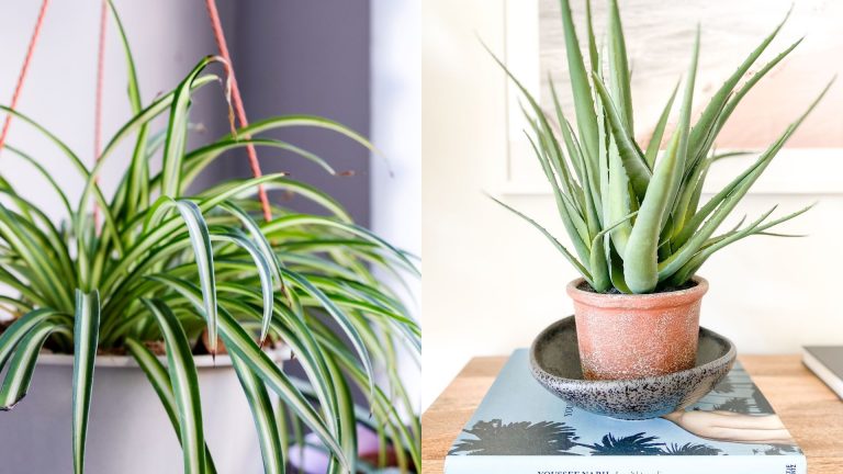 These Are The 5 Nearly Indestructible Houseplants Perfect For Beginners