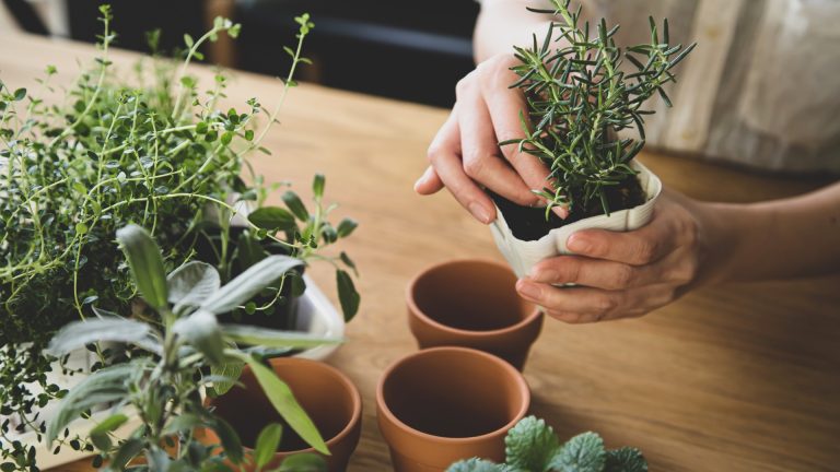 woman growing herbs in pots