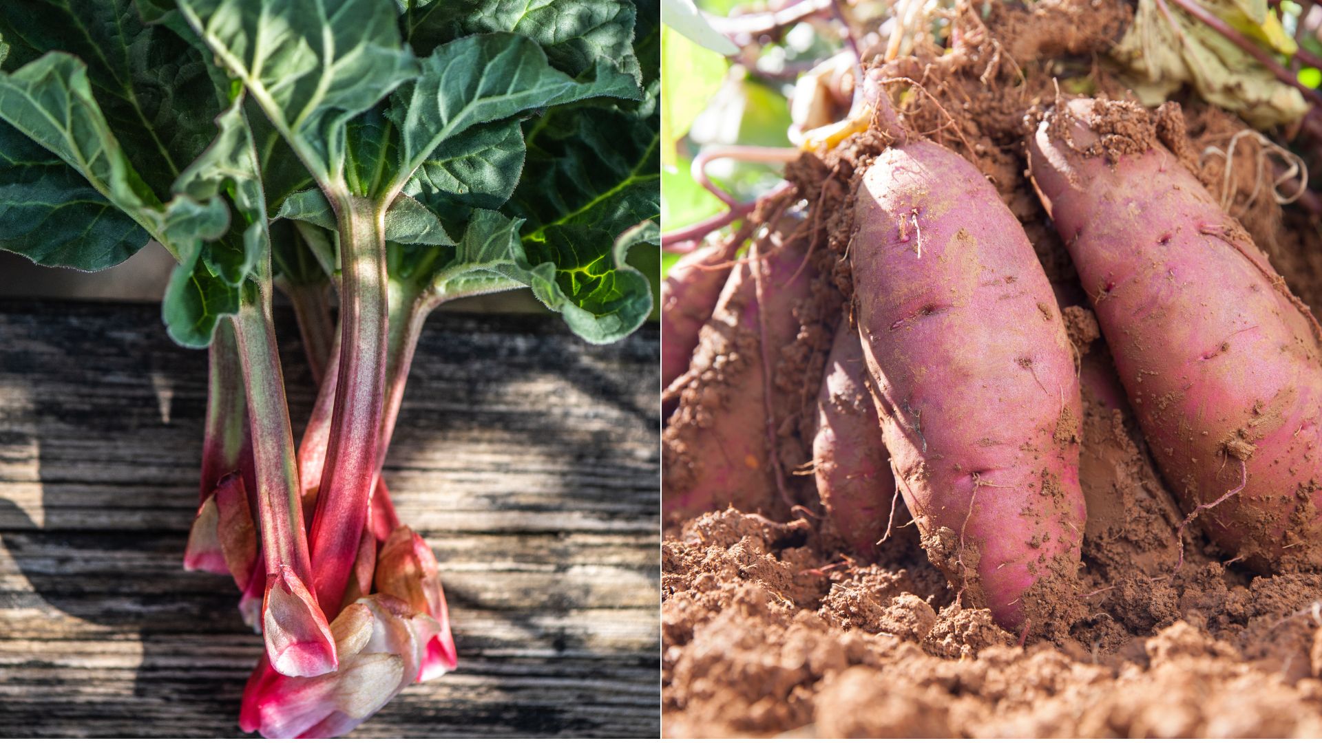 6 Veggies You Shouldn’t Grow In Raised Beds + 7 That Flourish