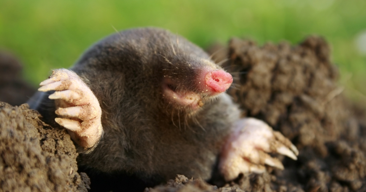 6 Ways To Deter Moles And Keep Them Out Of Your Yard