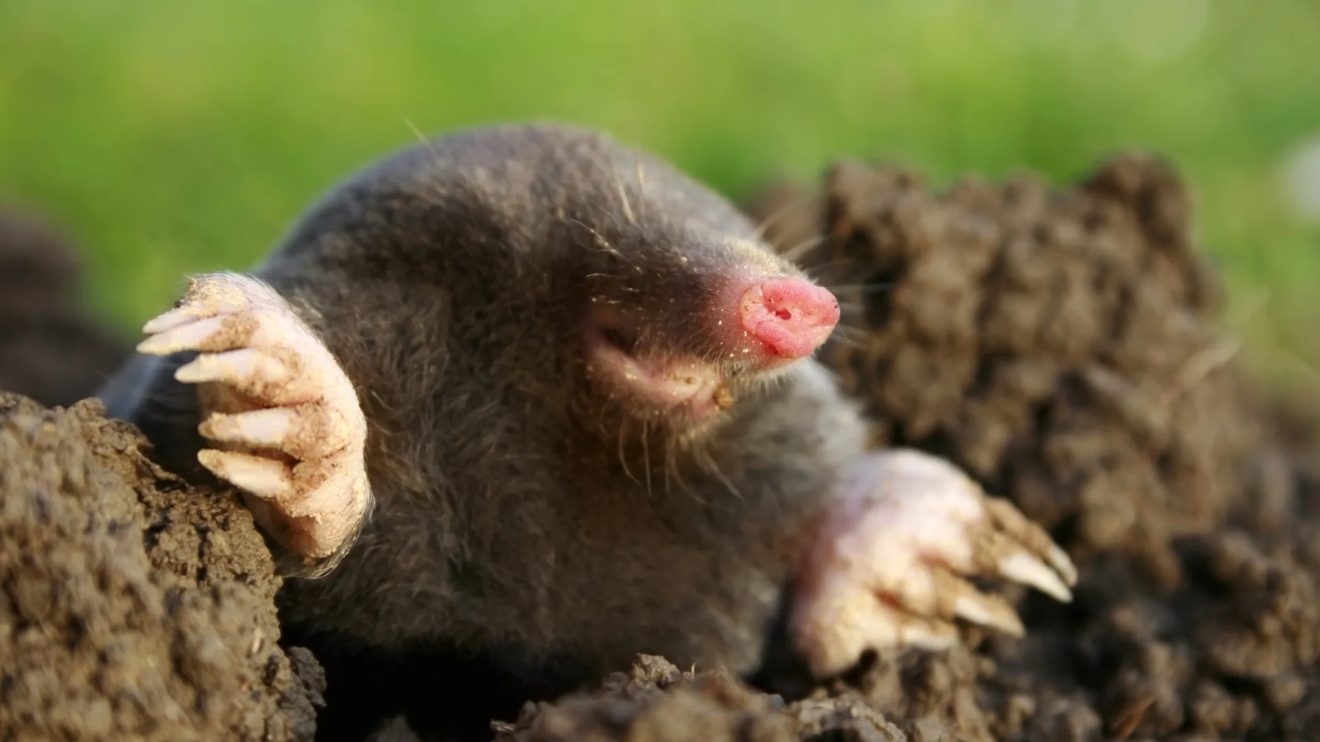 photo of a mole
