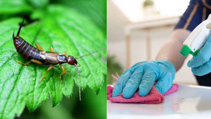 7 Best Ways To Get Rid Of Earwigs And Keep Them At Bay