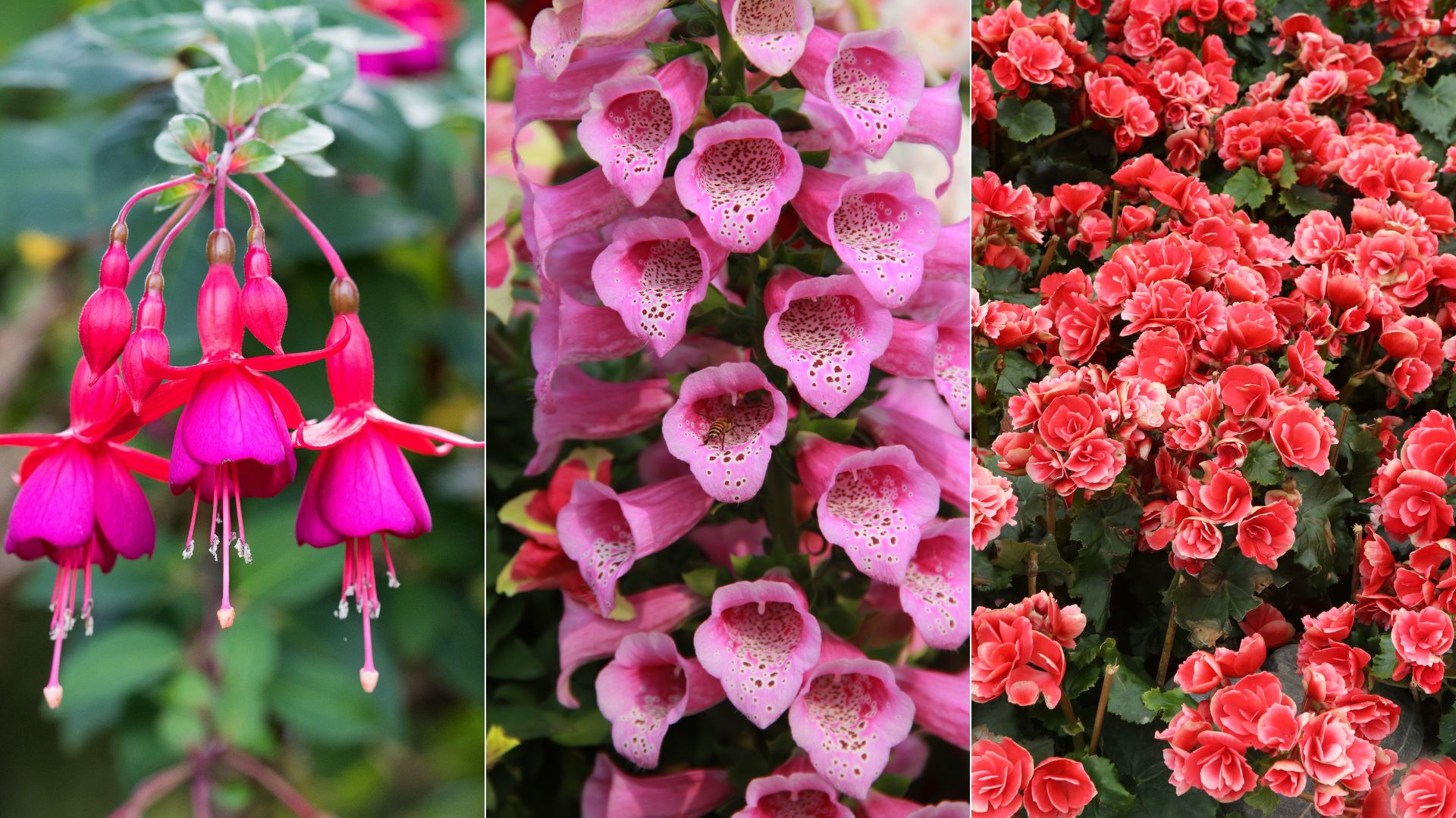 7 Captivating Plants That Will Thrive In The Shade