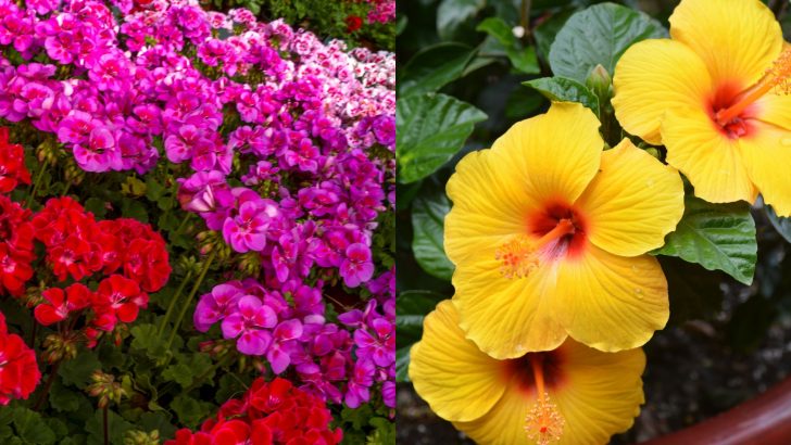 7 Hawaii Native Plants To Create A Beautiful Garden