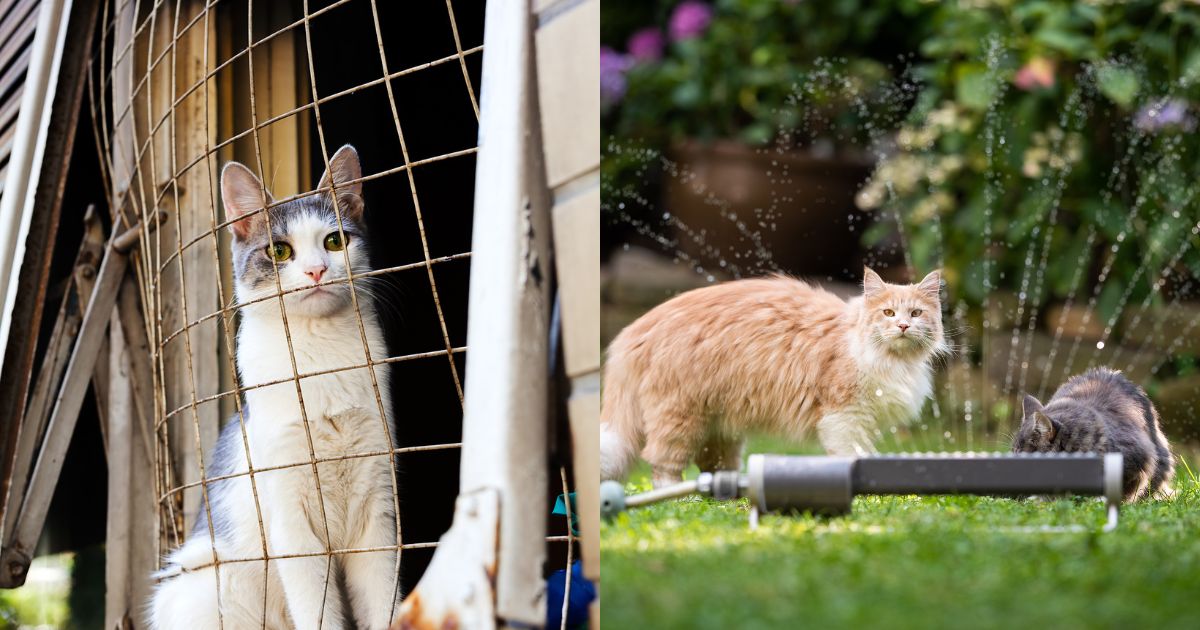 8-methods-for-keeping-cats-out-of-your-yard