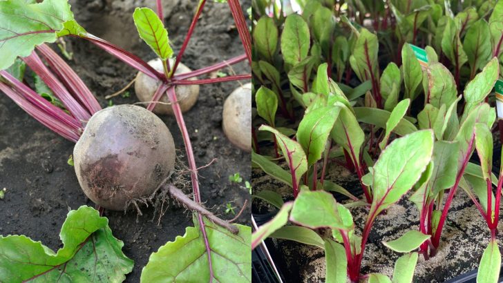 9 Beetroot Growing Mistakes That You Can Avoid