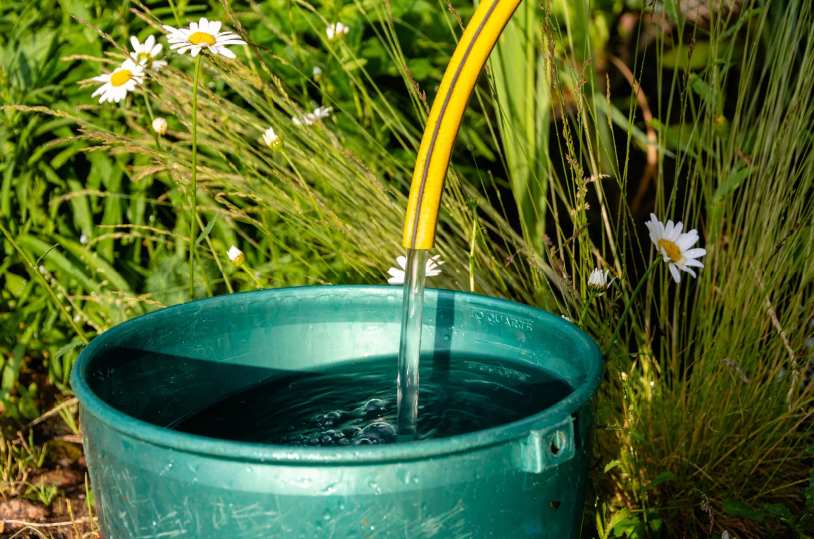 15 Things You Need To Do To Keep Your Plants Alive In Hot And Dry ...