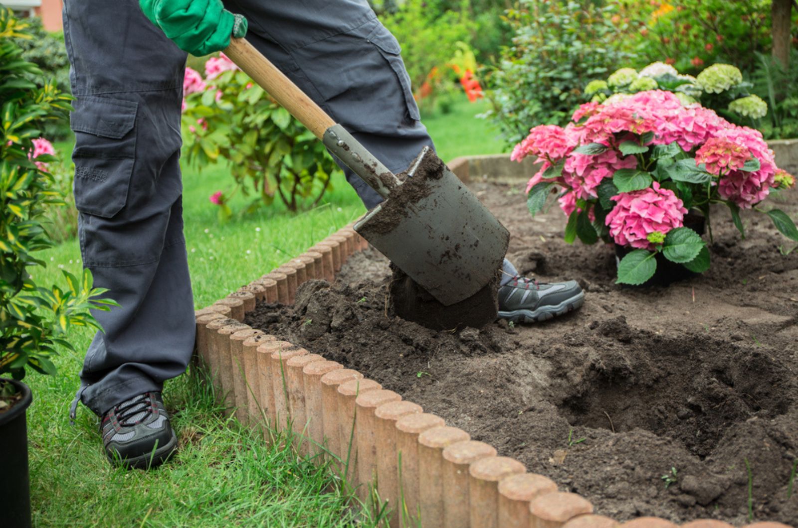 a man planted hydrangea