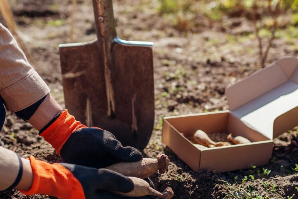 A woman is planting dahlias