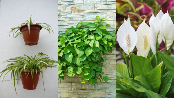 According To NASA, These 18 Plants Are The Best At Naturally Filtering The Air In Your Home